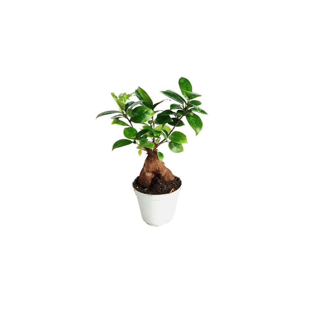 Set di 5 piantine per terrarium