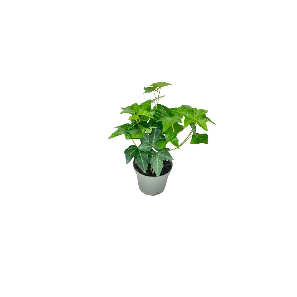 Set di 5 piantine per terrarium