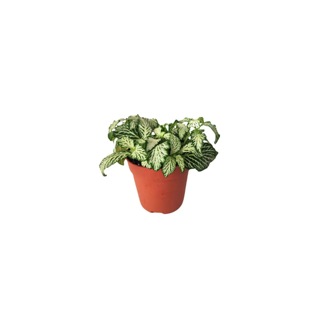 Set di 8 Piante Verdi Tropicali per Terrarium