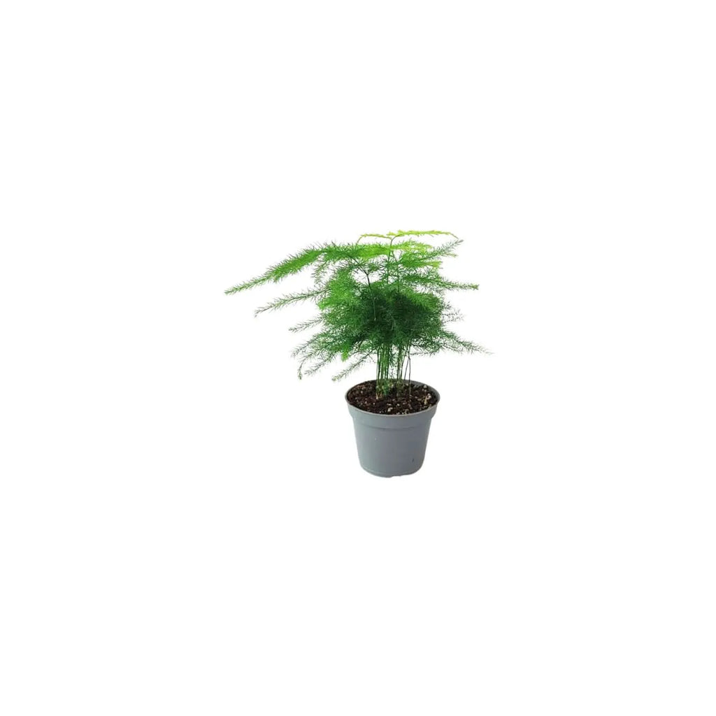 Set di 8 Piante Verdi Tropicali per Terrarium
