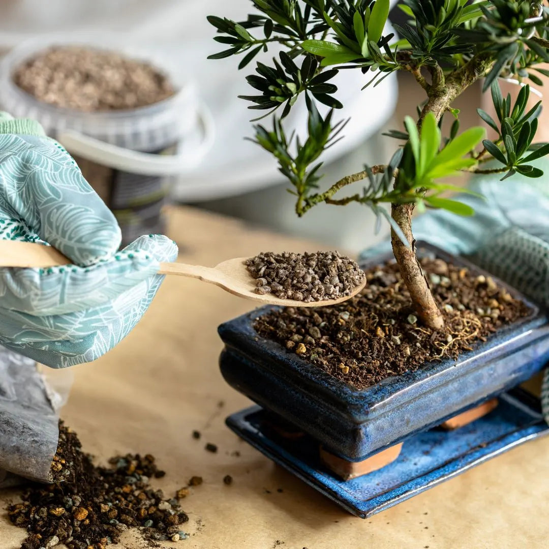 Substrato TERRABONSAI 2 L