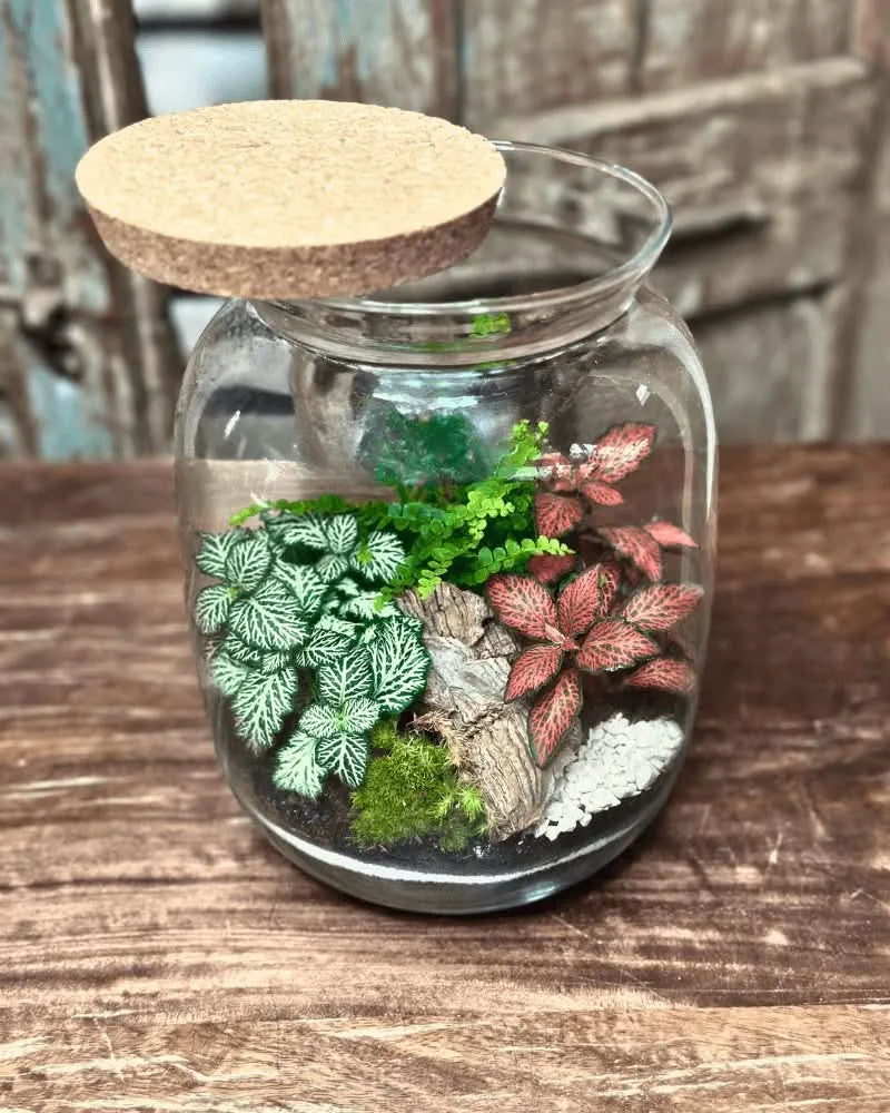 Kit Terrarium Medio 22×12 cm – Senza Piante | Made in Italy