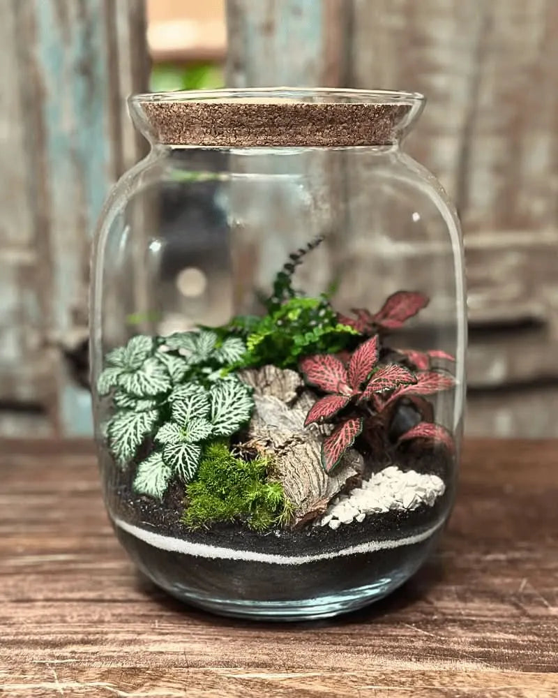 Kit Terrarium Medio 22×12 cm – Senza Piante | Made in Italy