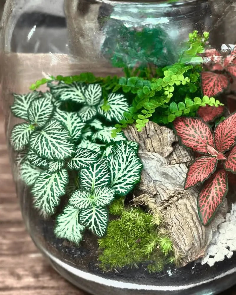 Kit Terrarium Medio 22×12 cm – Senza Piante | Made in Italy
